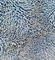 Голубой ткань 20% полиамид 80% полиэстер Моп 450гсм Микрофибер переплетенная тканью